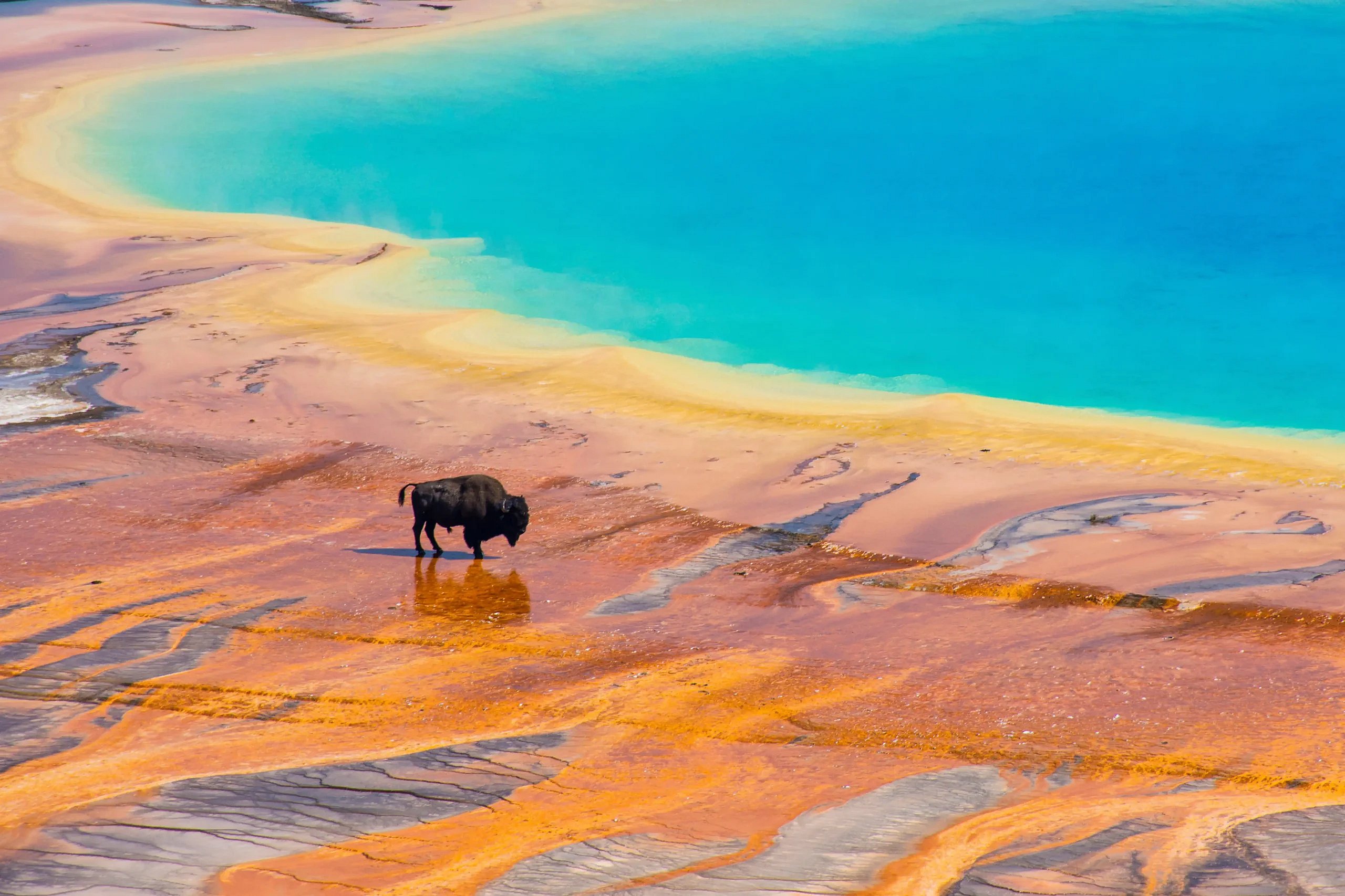 Buffalo standing on thermal waters in yellowstone